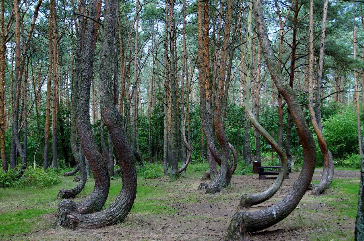 Curved trees in Poland's crooked forest 