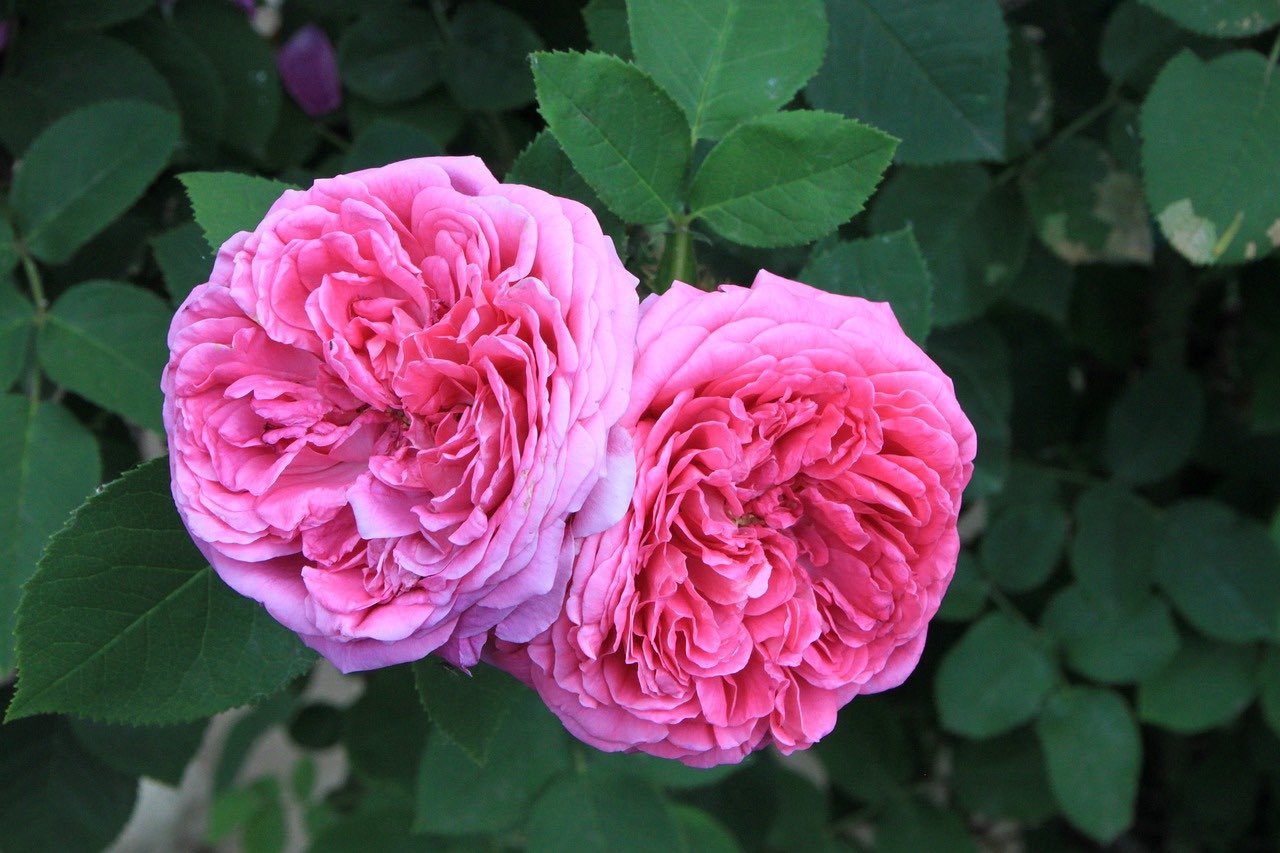 A close-up of pink damask roses