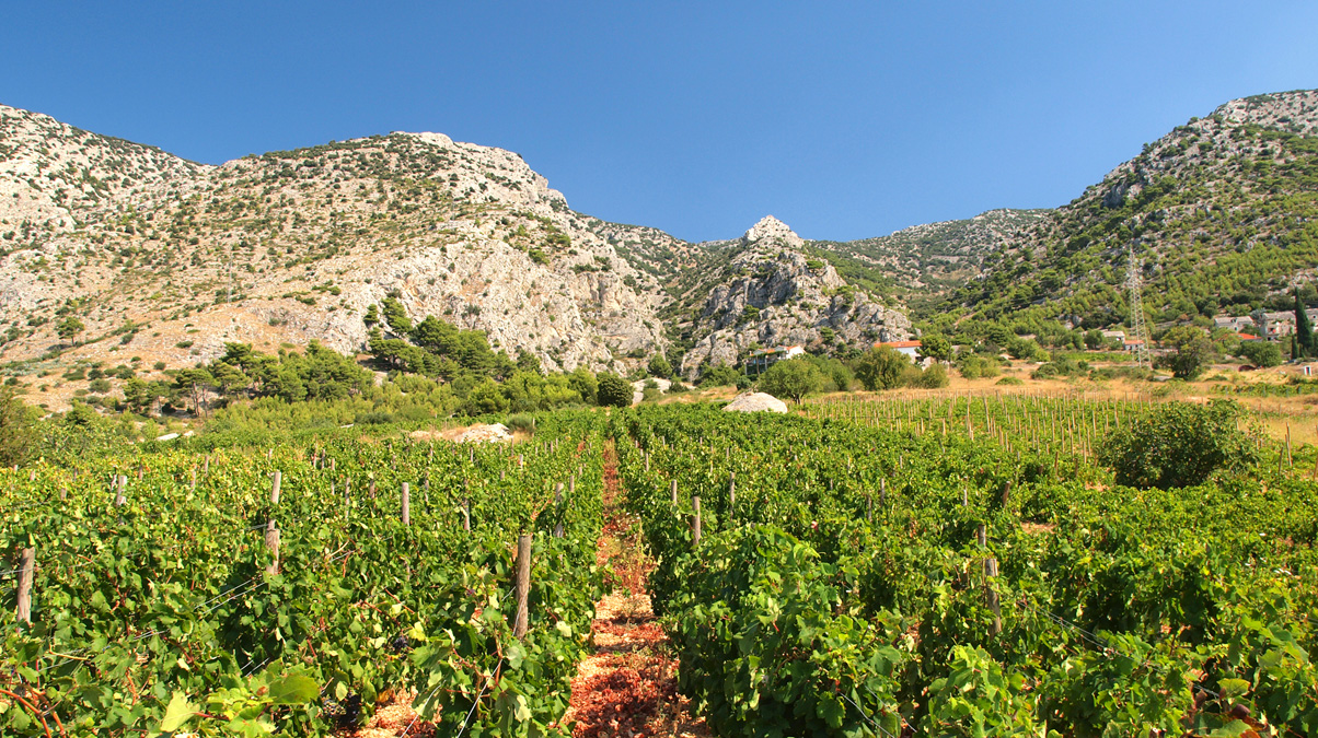 Croatia-Vineyard