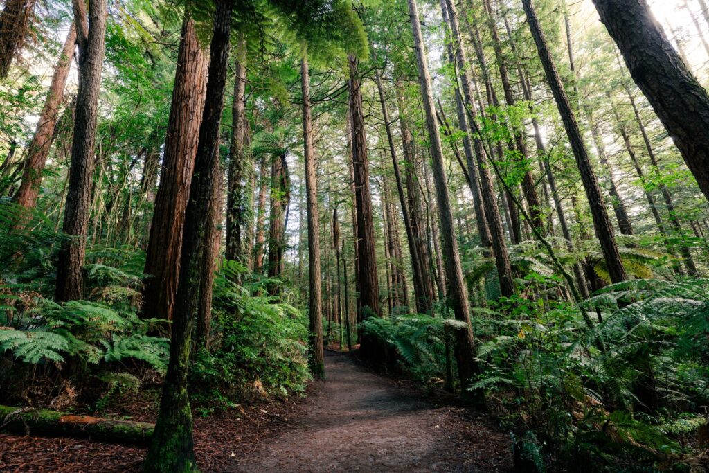 A forrest of tall trees in Roturua New Zealand