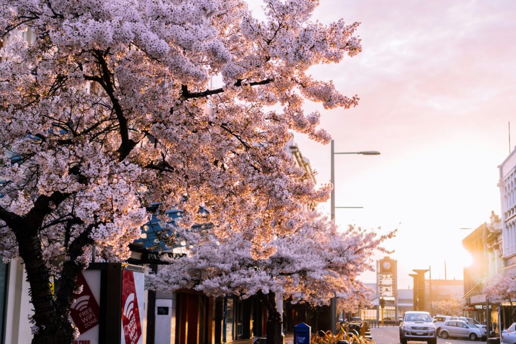 A street in Invergargill New Zealand with cherry blossom on the trees.