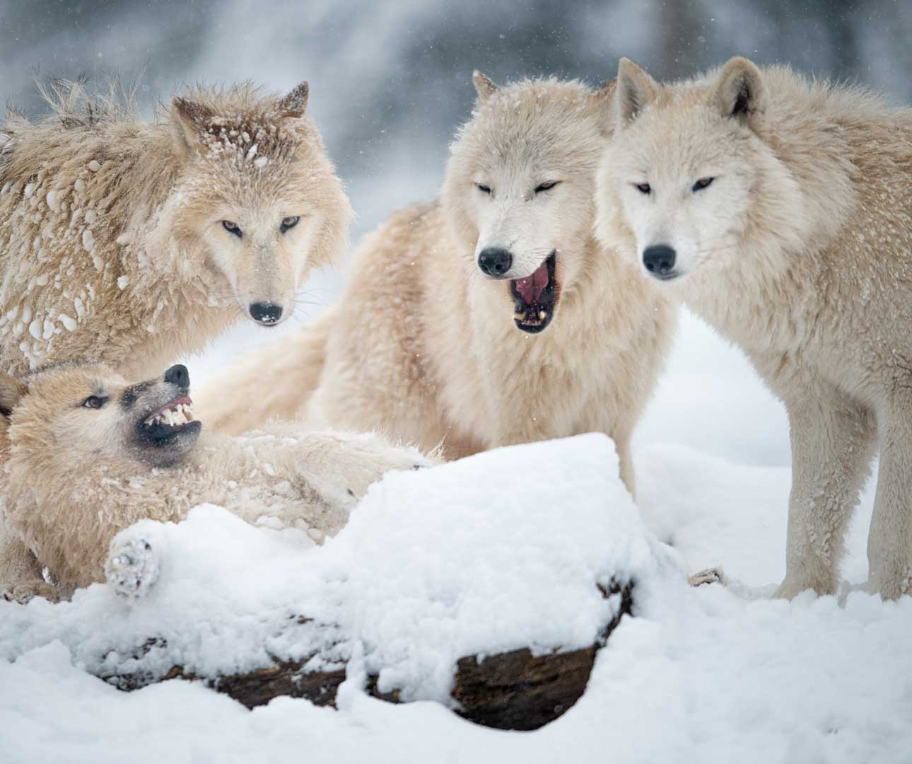 State Animals Of Alaska