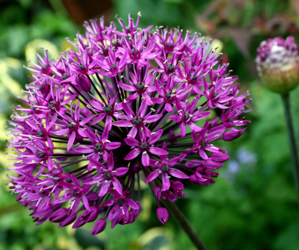 The Chelsea Flower Show