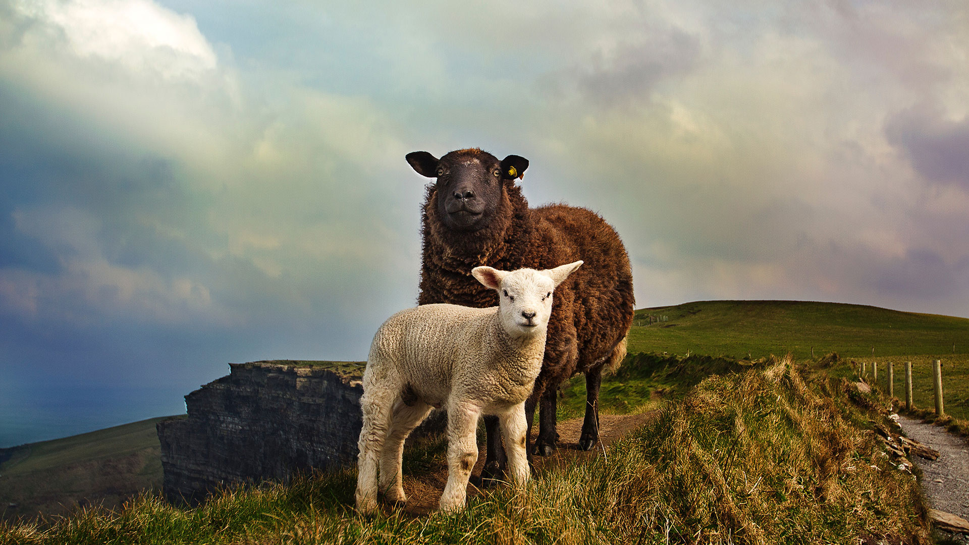 black sheep and white lamb in the irish countryside