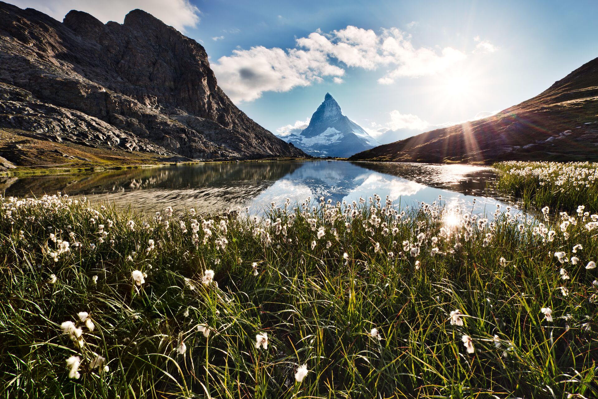 The triangle shaped Matterhorn mountain in Switzerland with a bright lake and white and green wildflowers in the foreground.