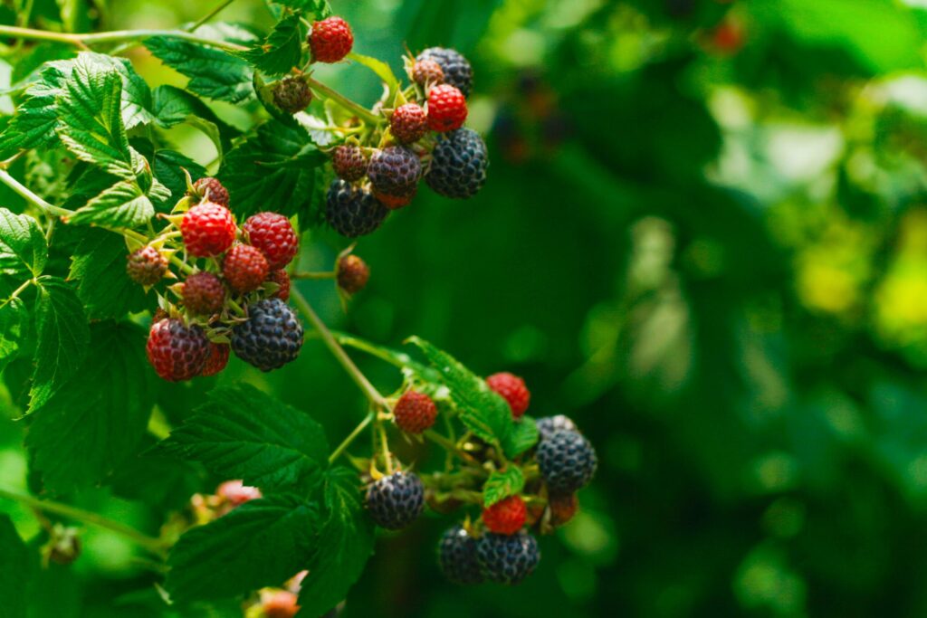 Some blackberries foraging on a tree.
