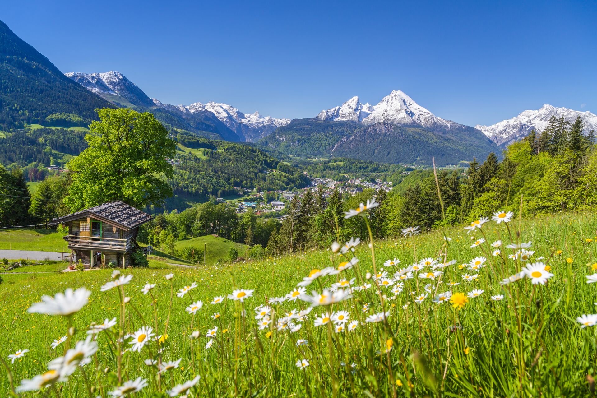 Show covered Swiss alps with a green meadow of white and yellow flowers in front and a wooden hut.