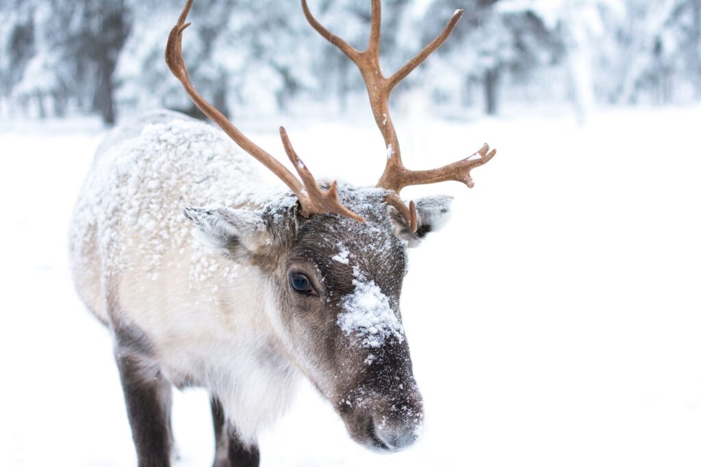 A white reindeer with a dark brown face looks at the camera with snow falling all around.