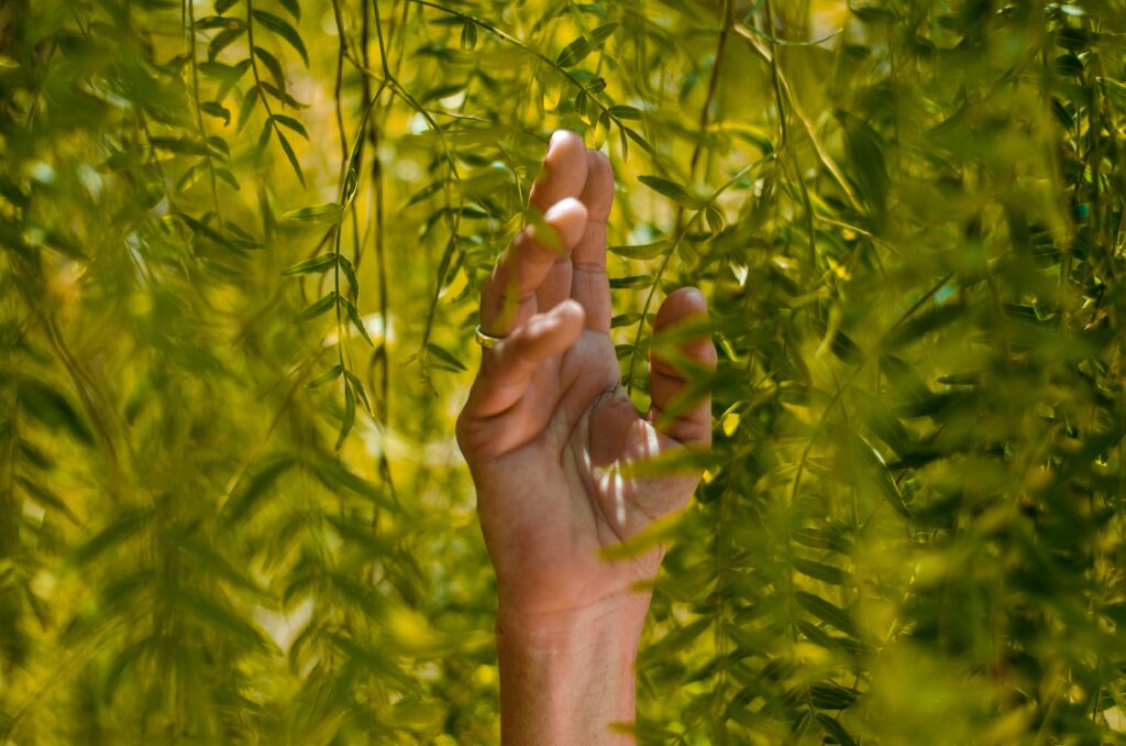 close up of hand amongst bamboo leaves