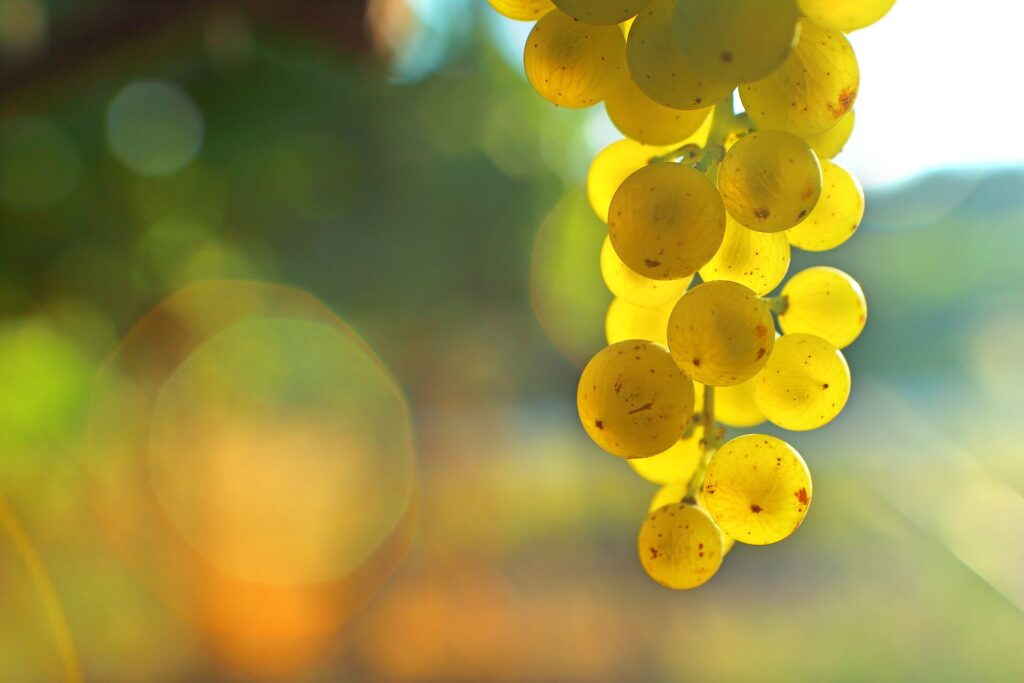 Close up of green grapes with the sunning flooring in from behind against a blurred background