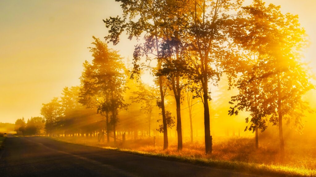 Image of sunlight streaming through trees lining a road at sunset, rich golden light contrasting with the dark road