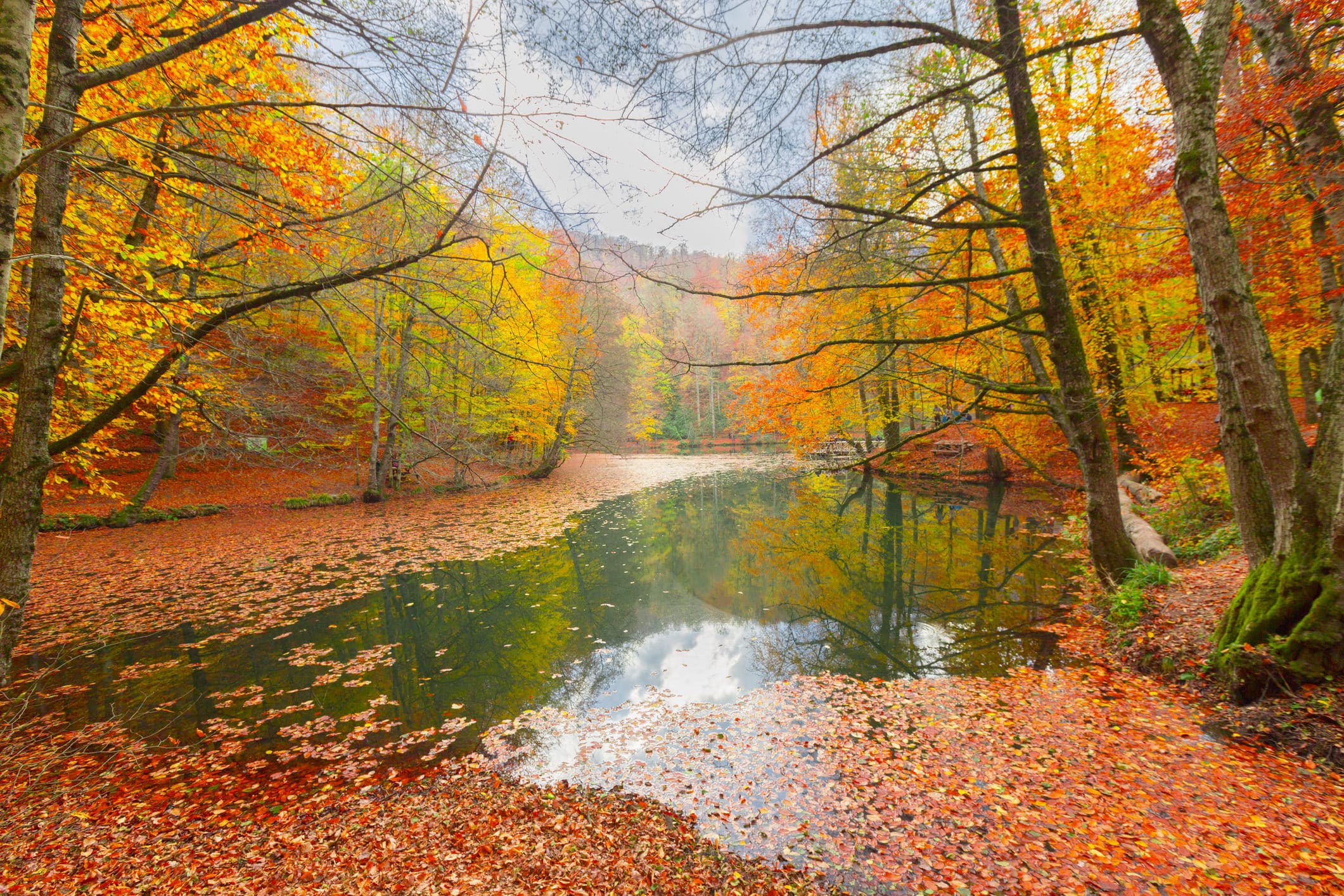 Autumnal Landscape with orange-leafed trees in the Seven Lakes Region