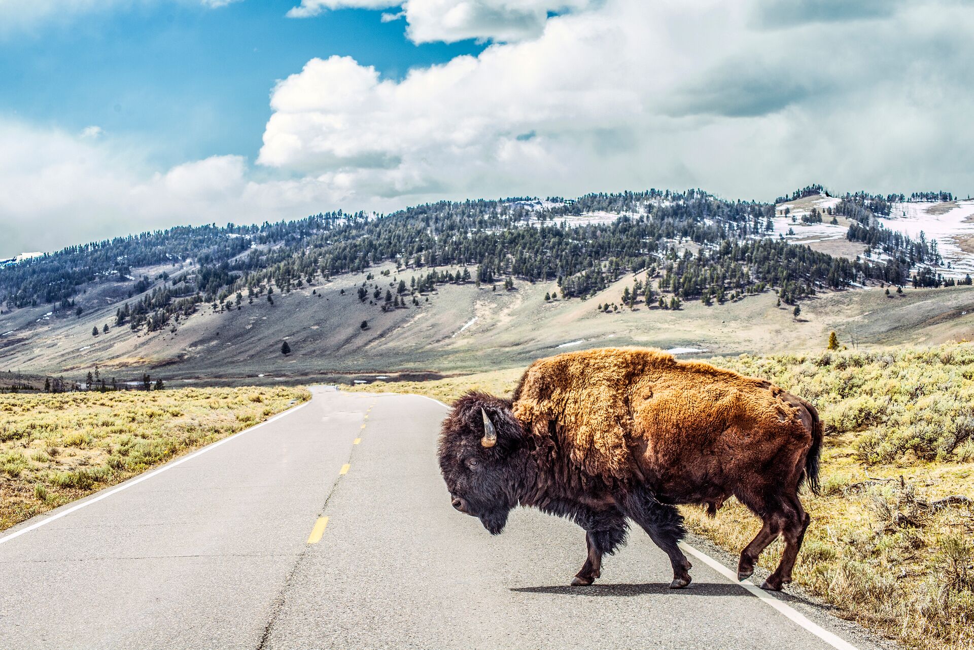 A lone bison crosses a road with a mountain backdrop in Yellowstone National Park