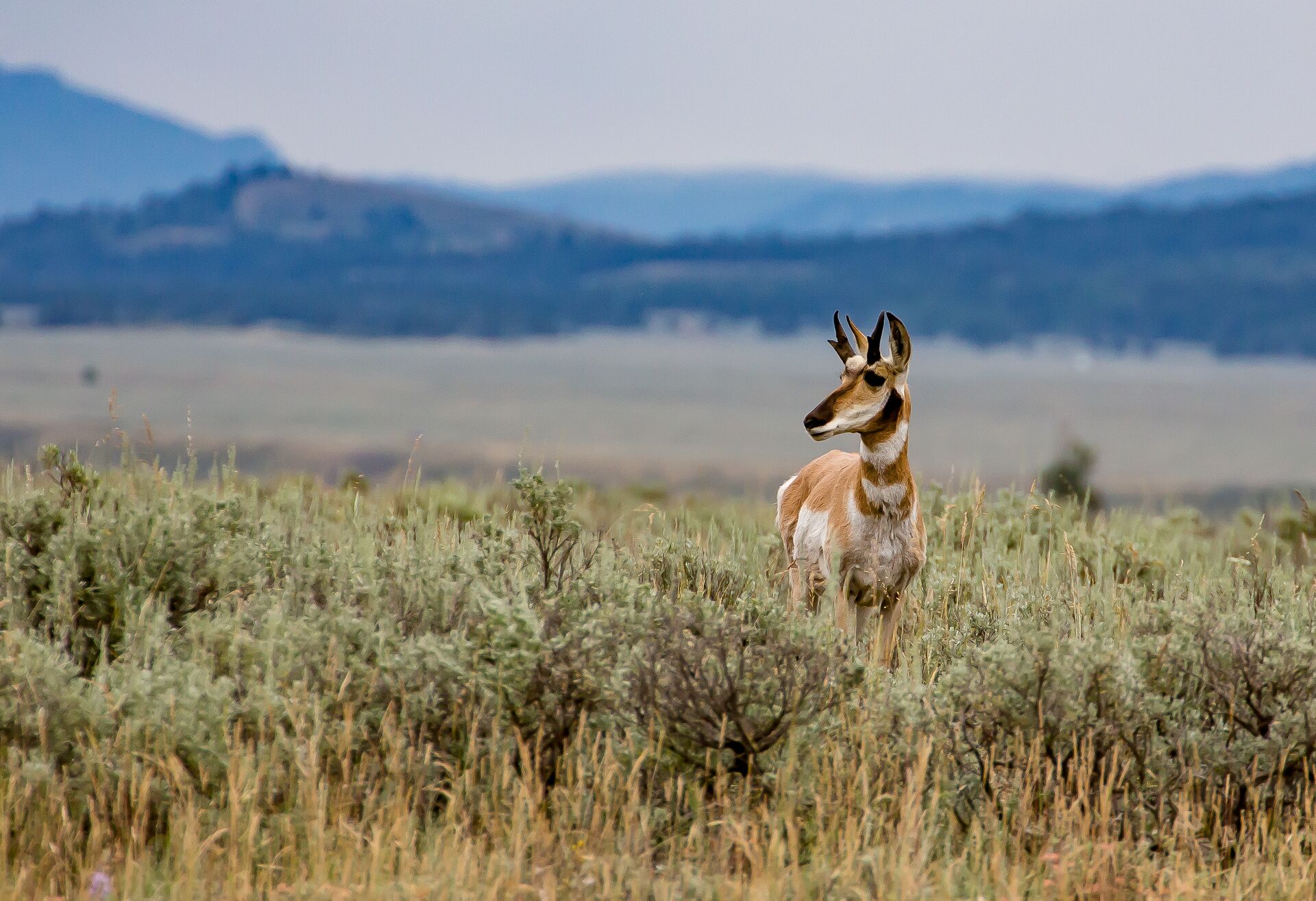 A deer stands in the grasslands of Yellowstone National Park, USA