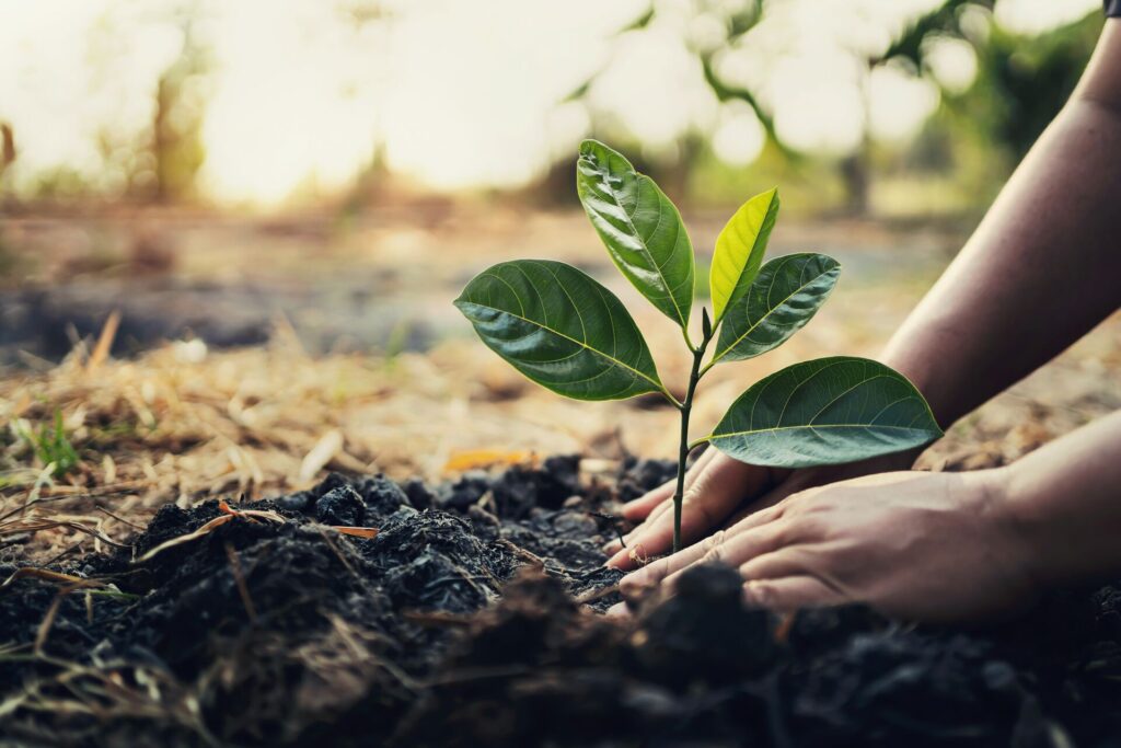 Close-up of tree planting