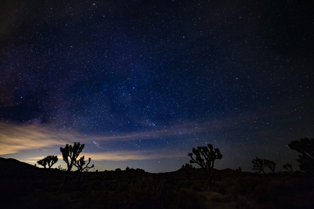Joshua trees silhouetted against a starry sky