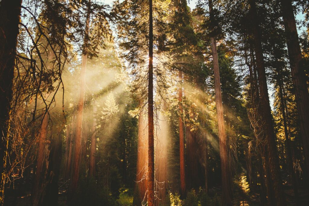 Sunlight filtering through densely-planted trees in a redwood forest