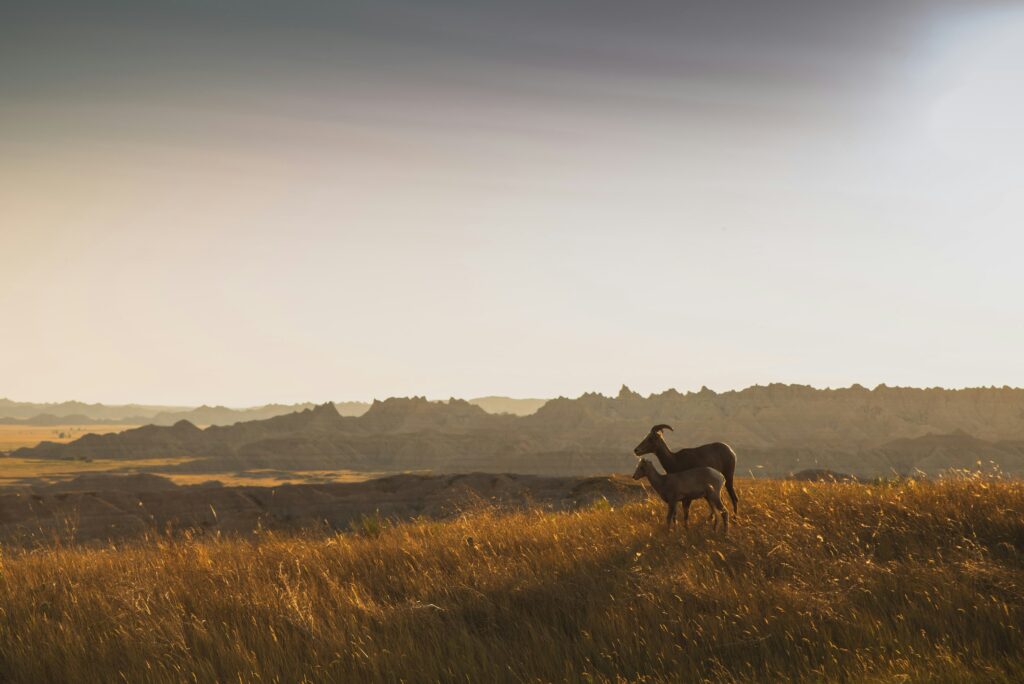 Sunset shot of goats in Badlands National Park