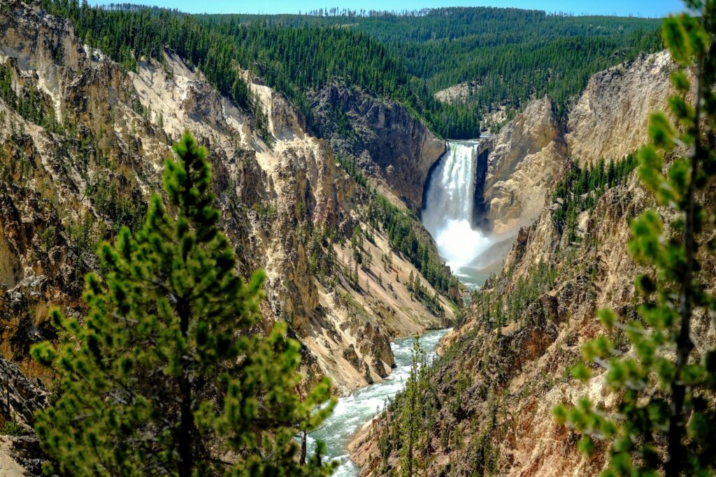 A deep rocky canyon lined with trees in Yellowstone National Park, USA