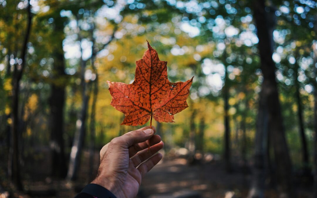 Canadian Food: Top 25 Traditional Dishes You Need To Try