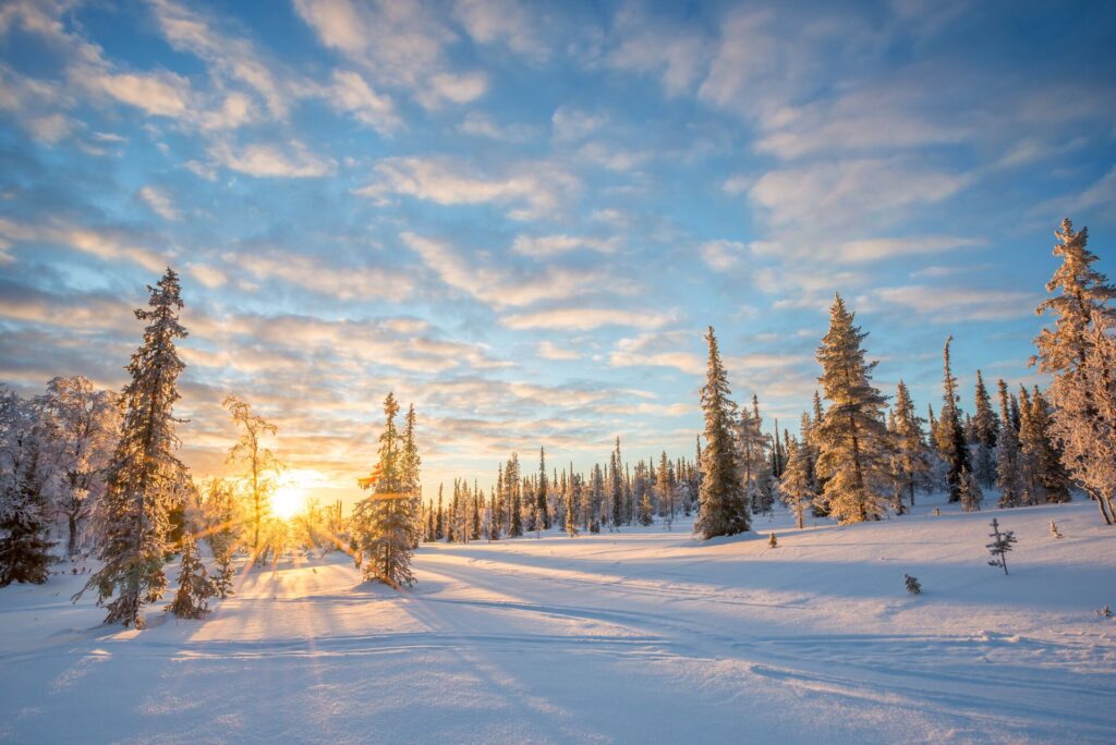 snow filled forest in lapland