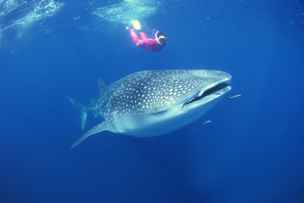 Female diver with a snorkel swimming alongside a whale shark