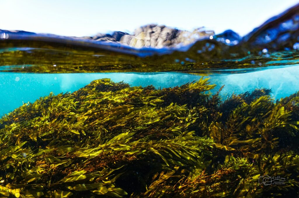 Seaweed Swell by Kristin Hoel via Unsplash Underwater photo of kelp