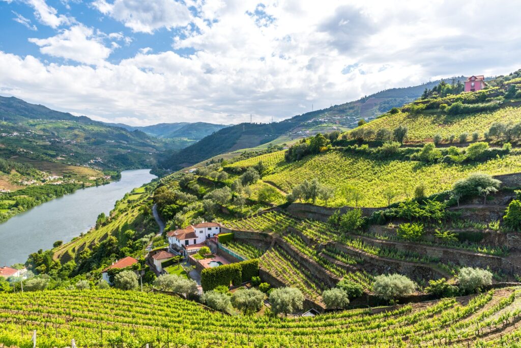Terraced vineyards in Douro Valley Portugal