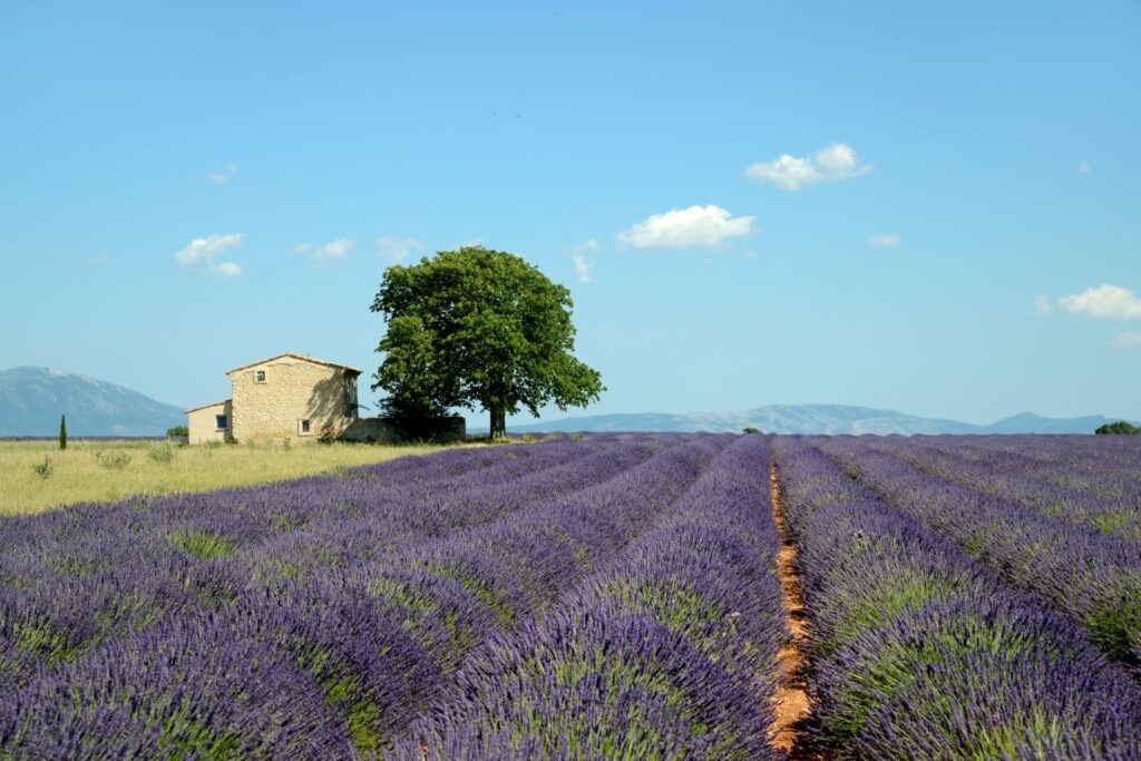 Lavender Field Valensole Provence 