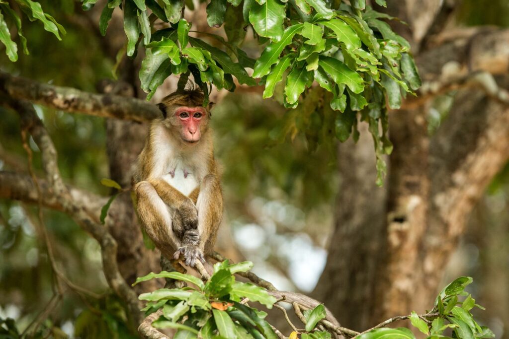 A monkey sits in a tree in Sri Lanka