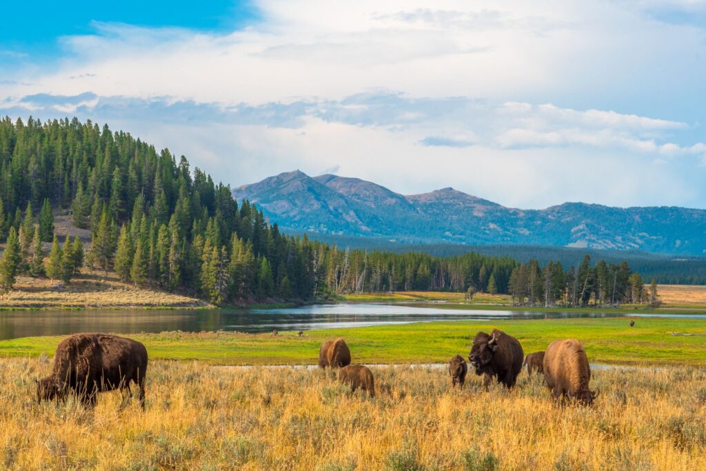 Bison graze in Yellowstone Park, USA