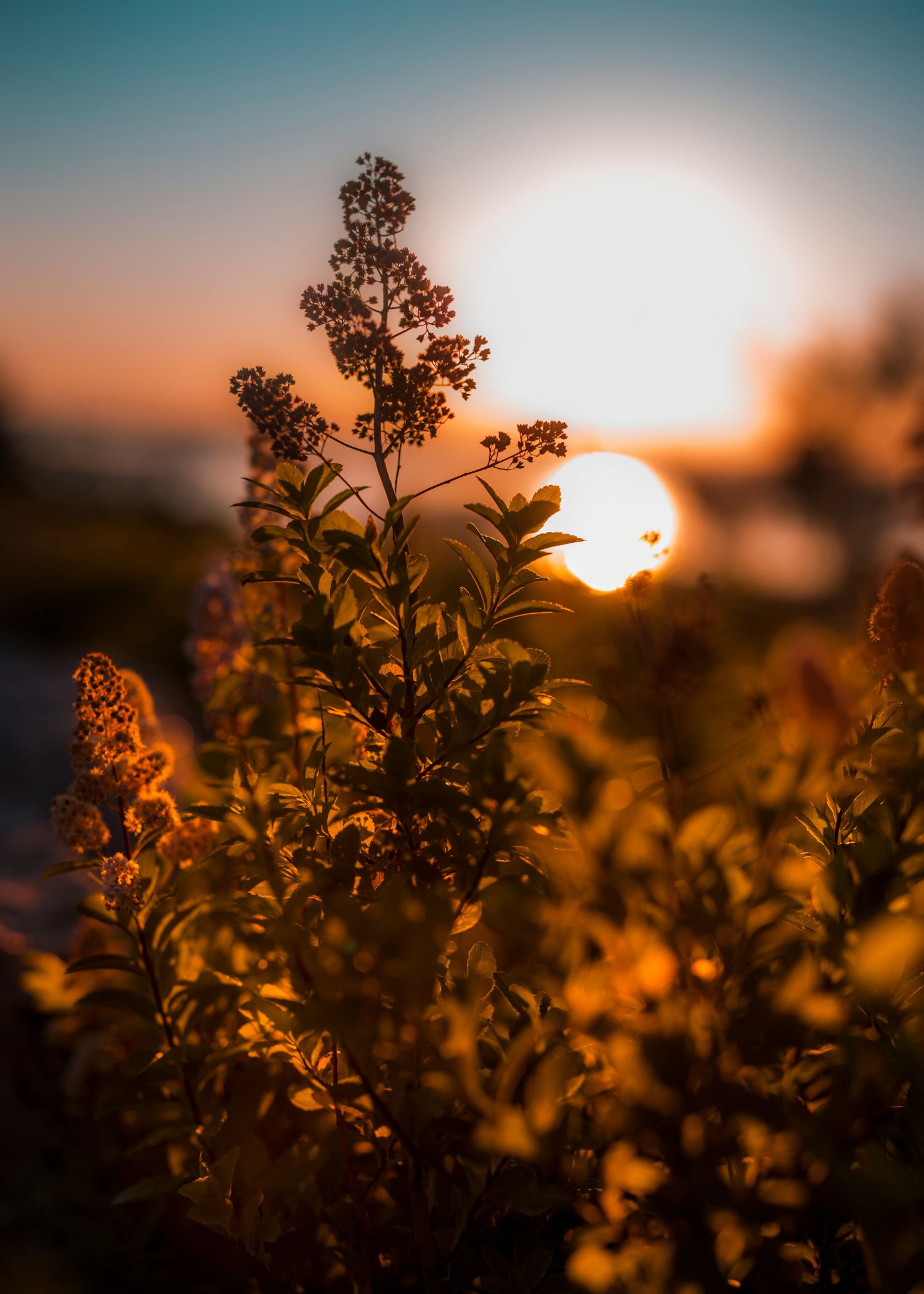 a close up shot of a brown bear’s face, with shaggy brown fur