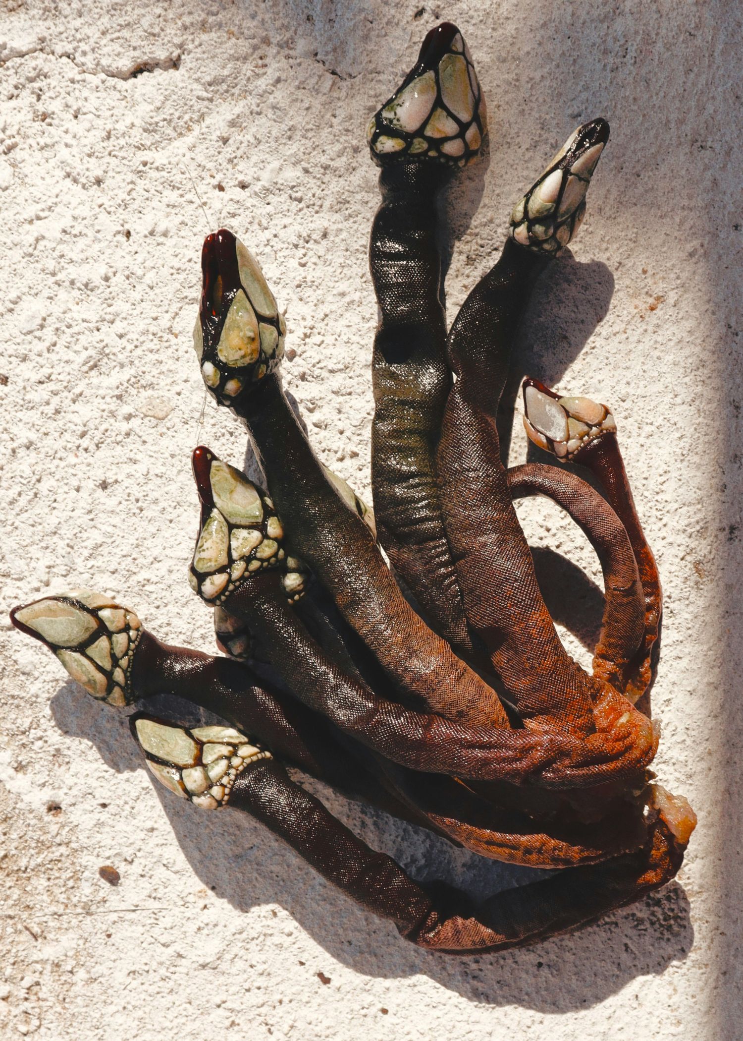 a close up shot of a brown bear’s face, with shaggy brown fur
