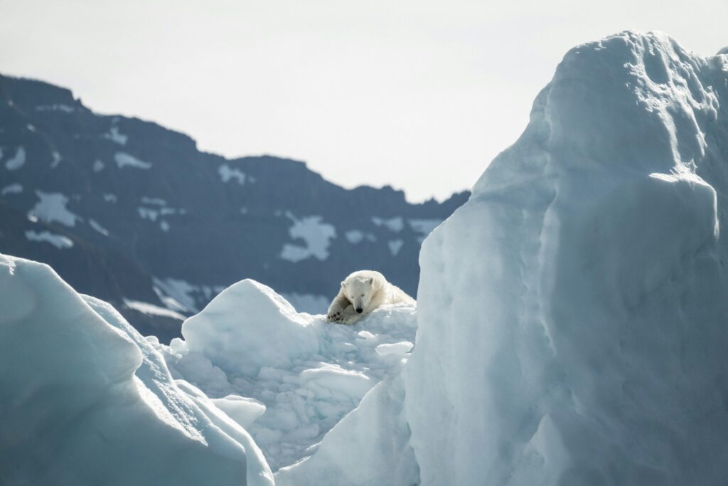 polar bear lying on an iceberg