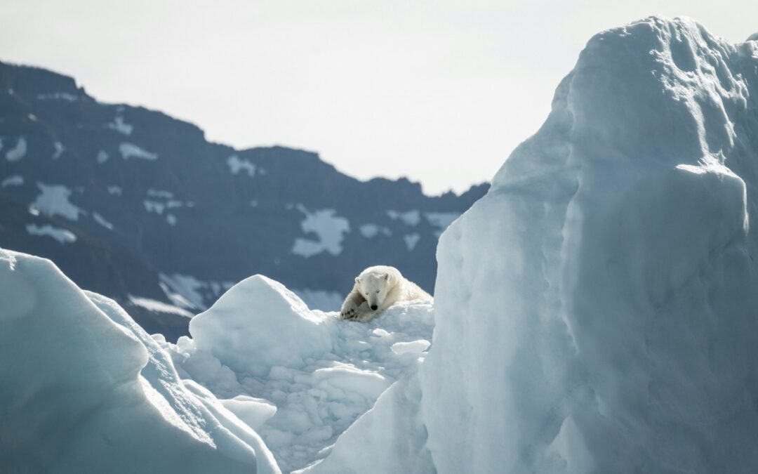 These 10 Travel Destinations are Leading the Way in Animal Conservation