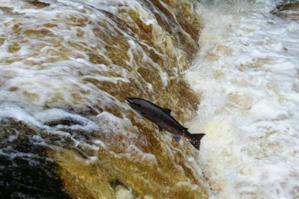 A salmon leaps upstream.