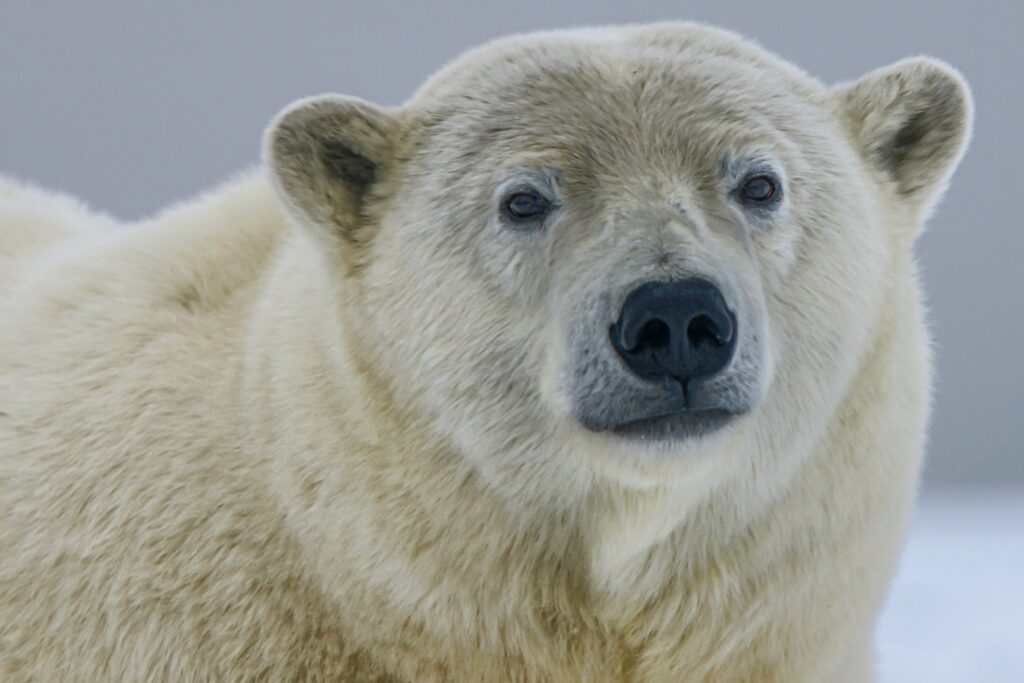 Close up of a polar bear
