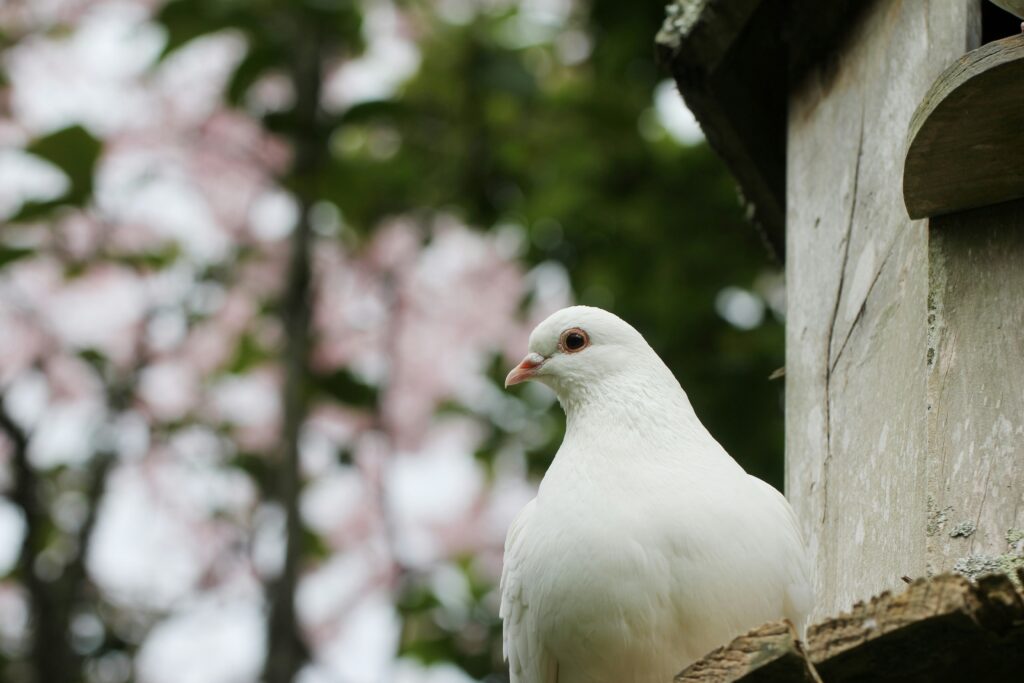 A white dove sits in a tree