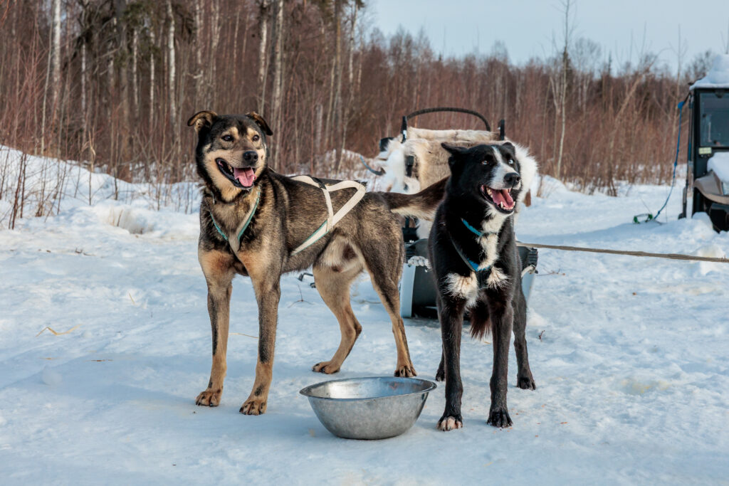 Two Alaskan sled dogs stand by a water bowl out on the snow