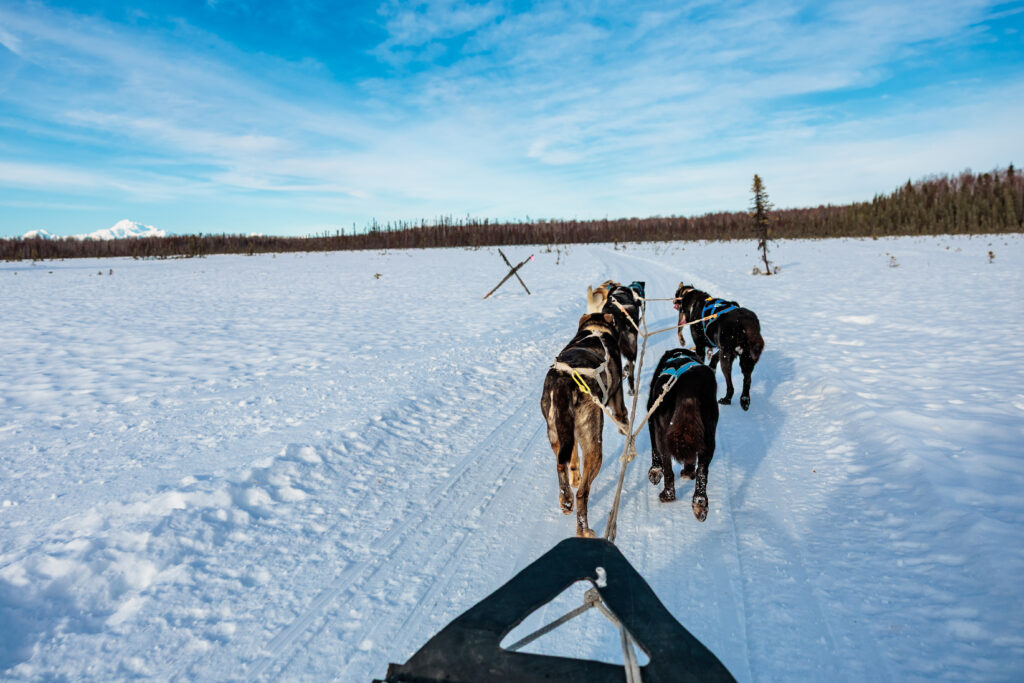A team of dour sled dogs out on the snow for exercise