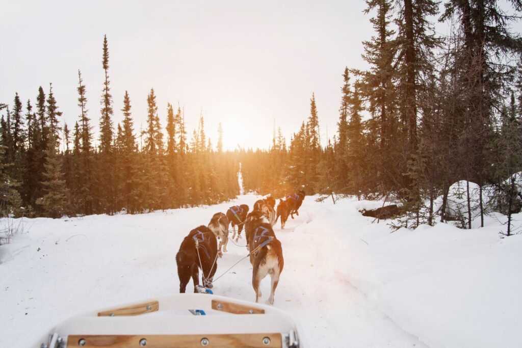 Sled dogs pull a sled across the snow and into the trees