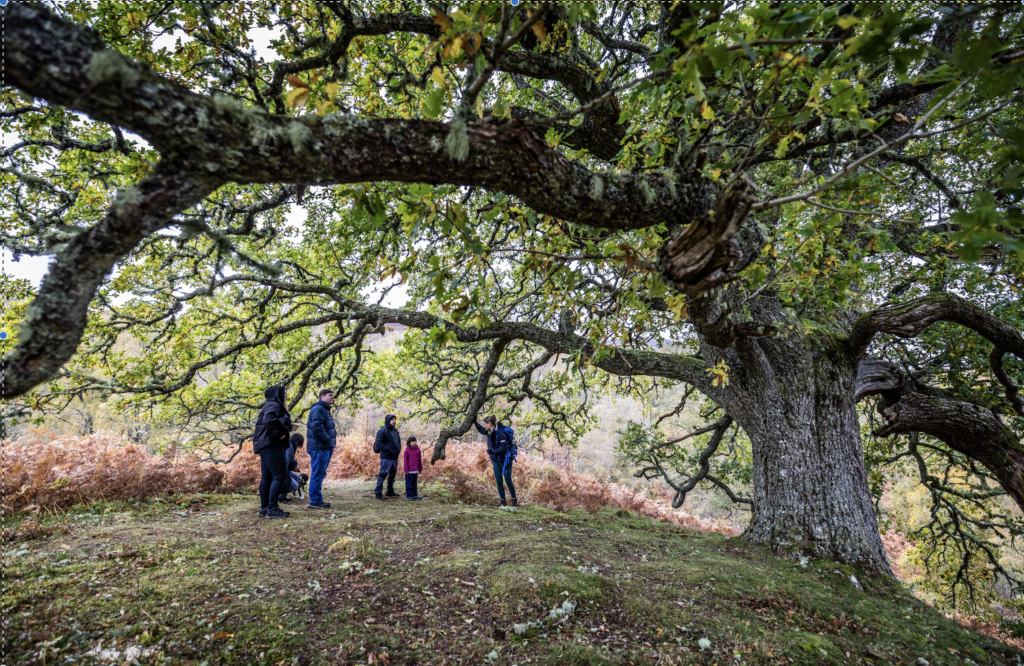 A 600 year old tree at Dundreggan in Scotland, with people staying underneath.