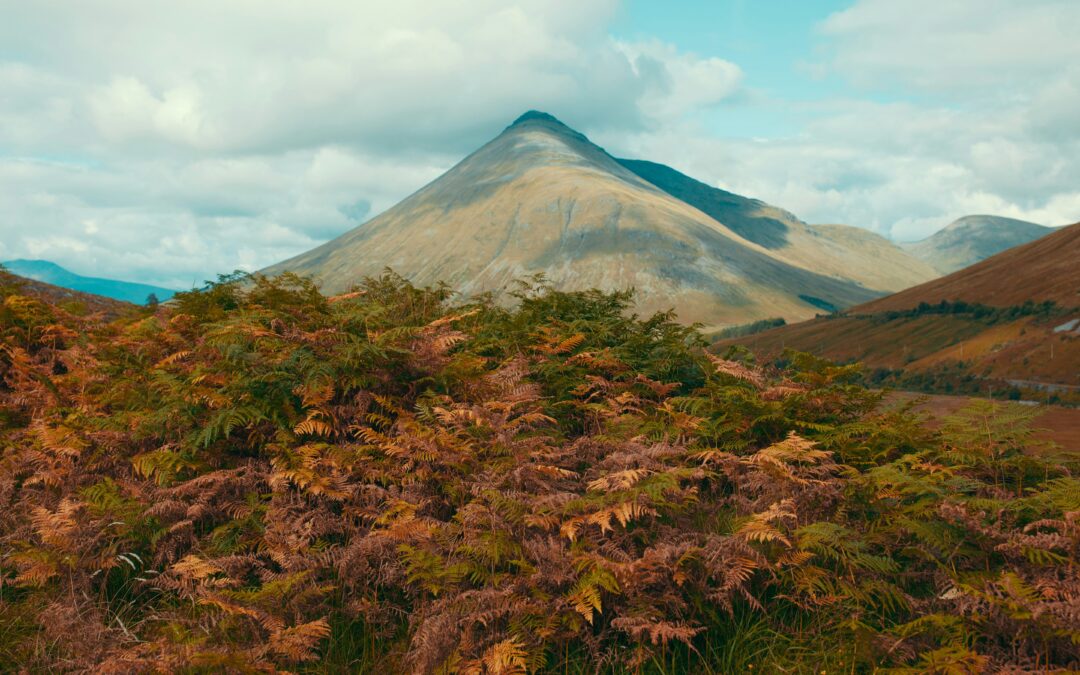 Root Cause: How We’re Rewilding Scotland One Tree at a Time