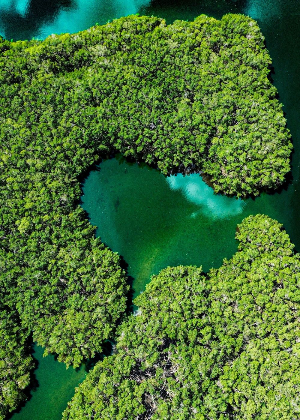 a close up shot of a brown bear’s face, with shaggy brown fur