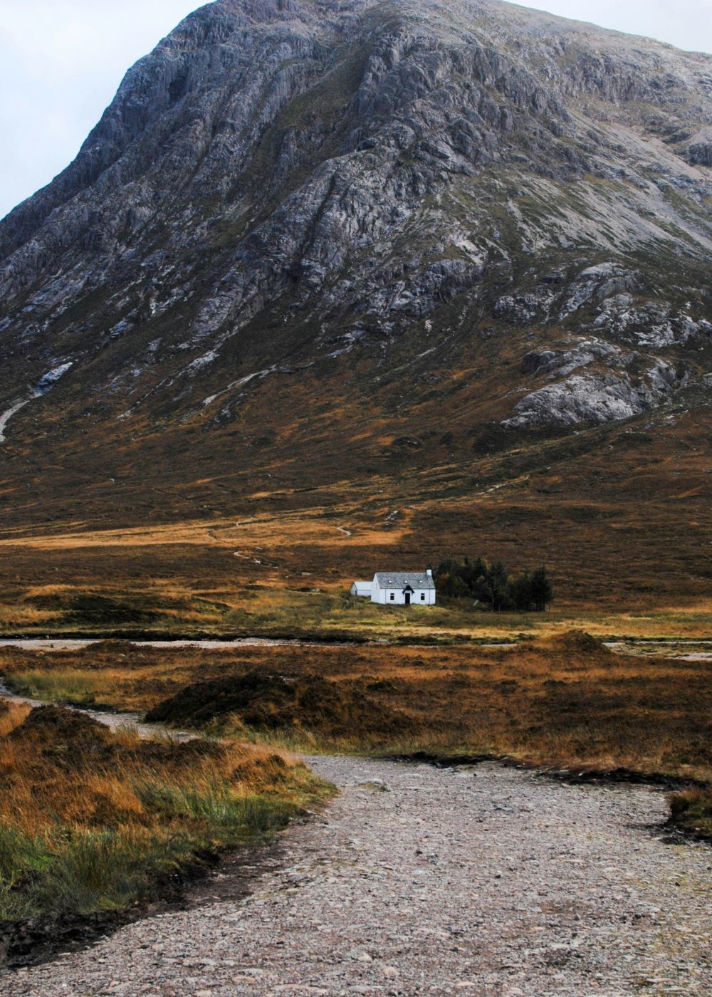 a close up shot of a brown bear’s face, with shaggy brown fur