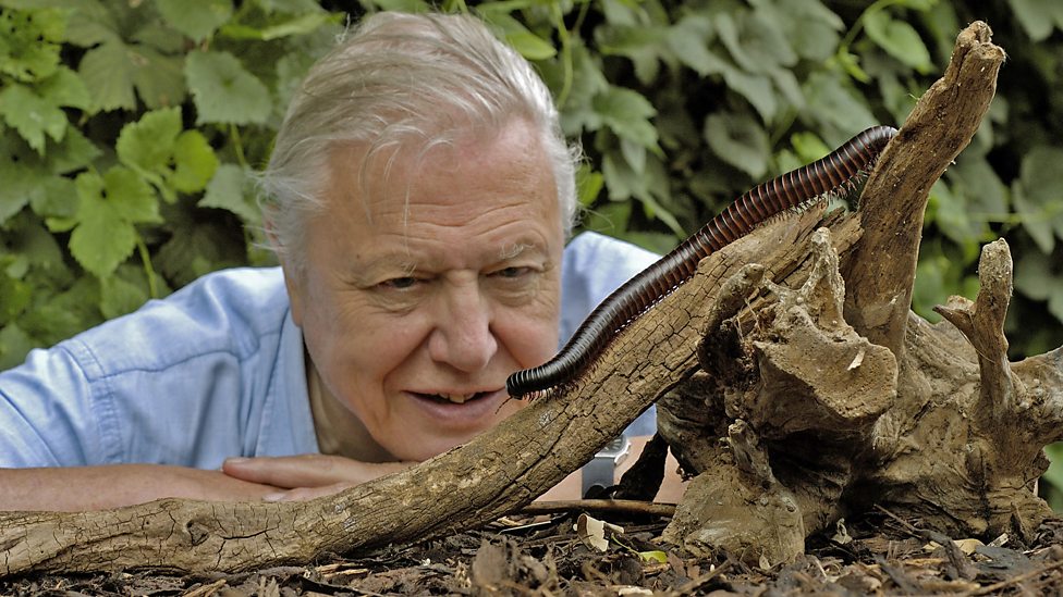 david attenborough watching a millipede