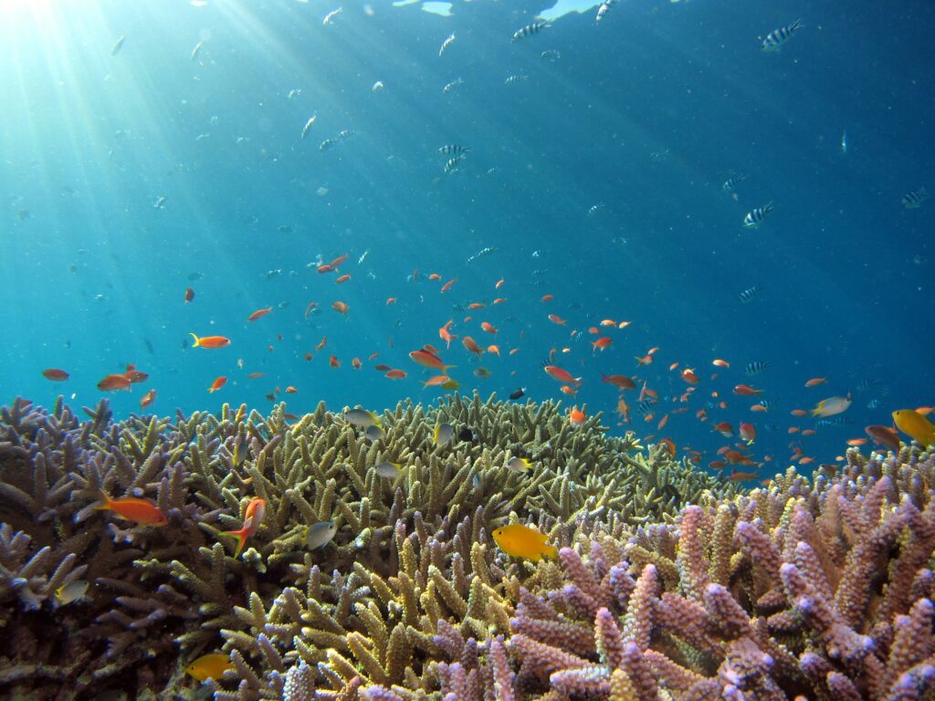 coral reef with fish and sunlight