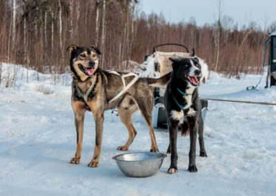Sled dogs in harness in Alaska