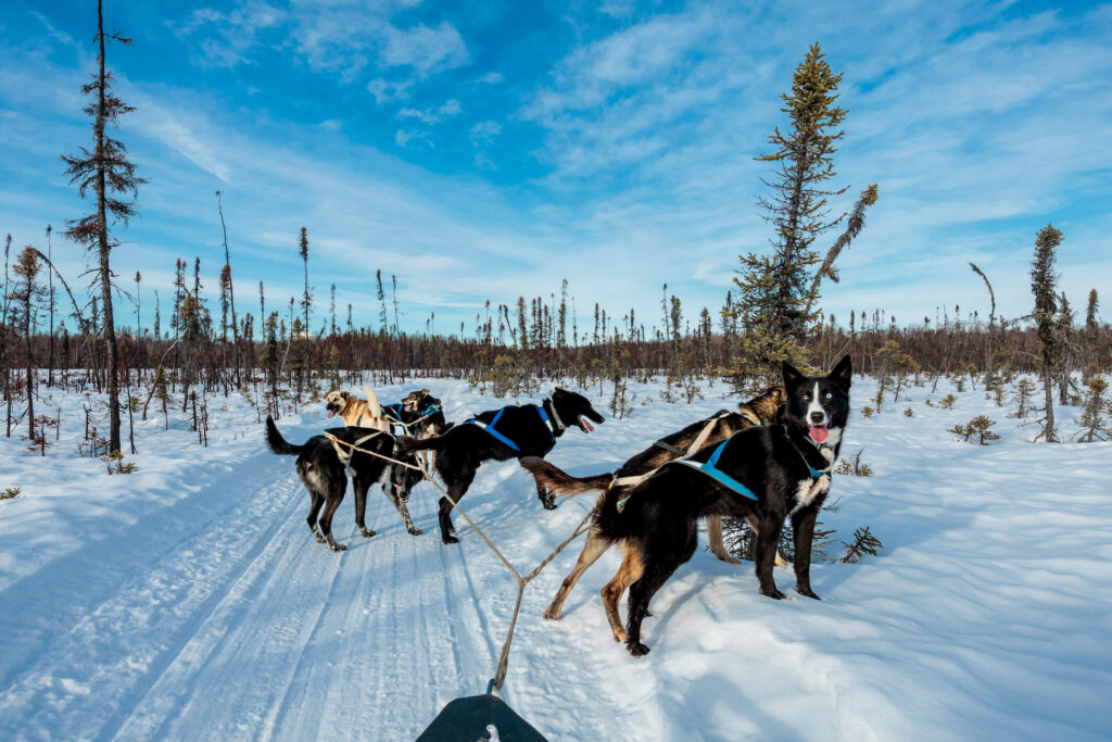 Sled dogs ready to set off in Alaska