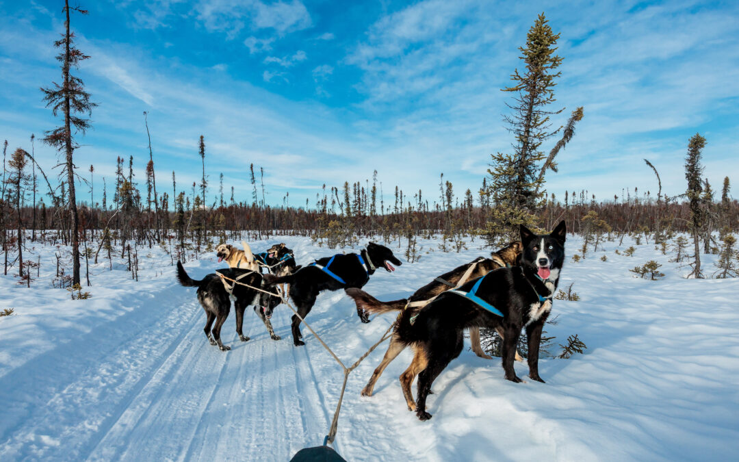 Iditarod: This is What It’s Like Competing in the World’s Toughest Sport